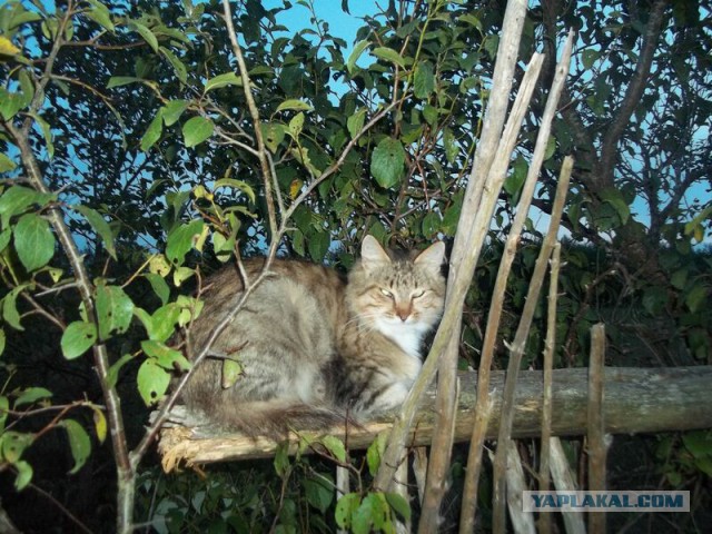 Жизнь домашнего приюта для котеек 22