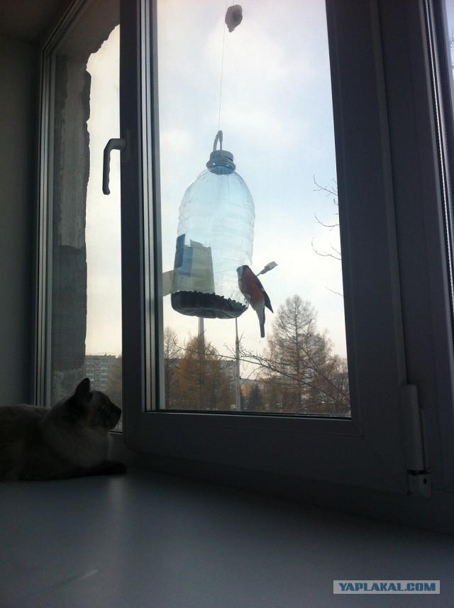 Котовторник 11.11.2014