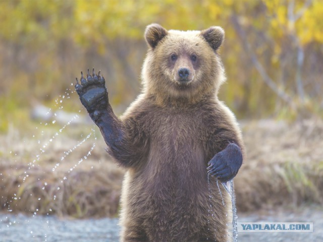 Мужик отжег на свадьбе, увлекся блин...