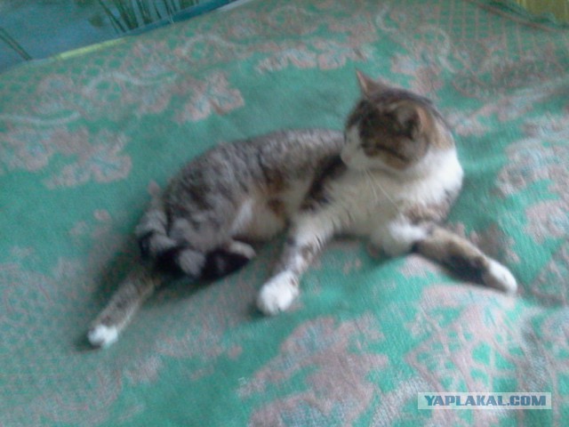 Котовторник 12.05.2015