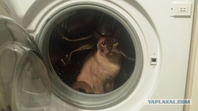 Котовторник 17.11.2015