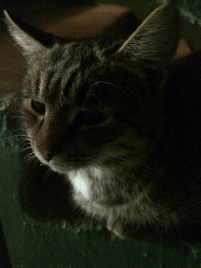 Кинули котейку