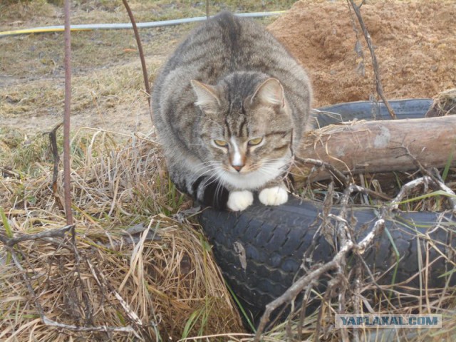Жизнь домашнего приюта для котеек 99