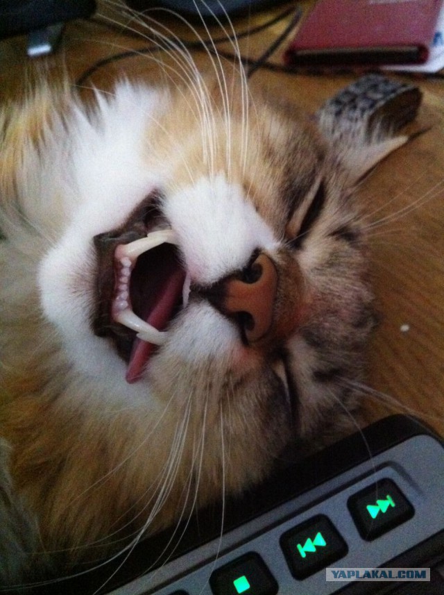 Котовторник 12.04