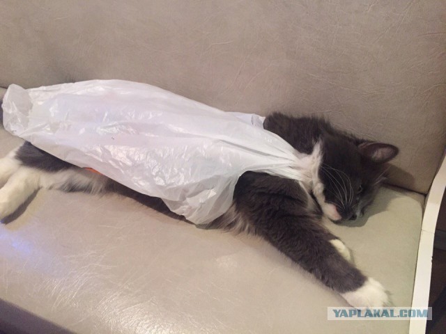 Котовторник 27.12.2016