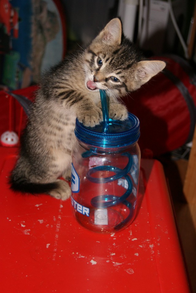 Коты и Кошки