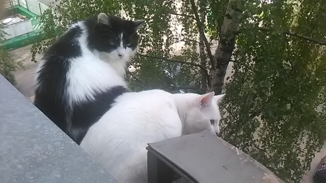 Котовторник 13.06.2017