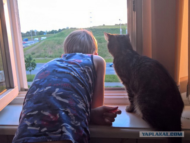 Котовторник 20.06.2017