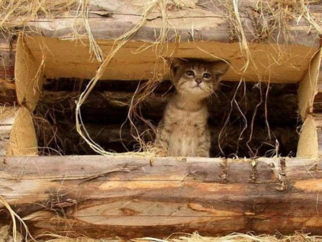 Коты и Кошки