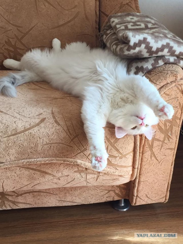 Котовторник 18.07.2017