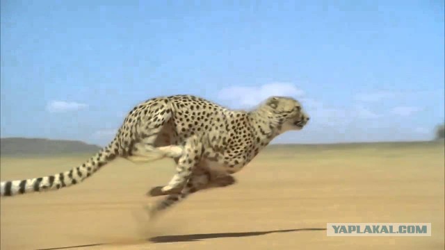 Когда жена быдло