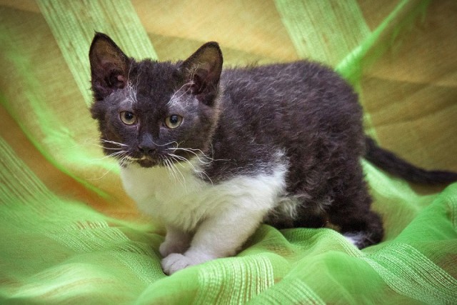 Коты и Кошки
