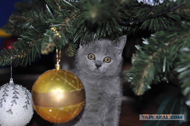 Котовторник  23.01.2018