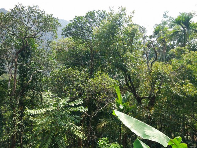 К живым мостам и обратно. Заметки из Индии