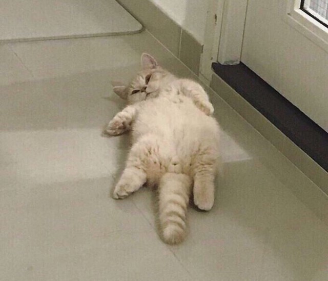 Прикольных котов пост