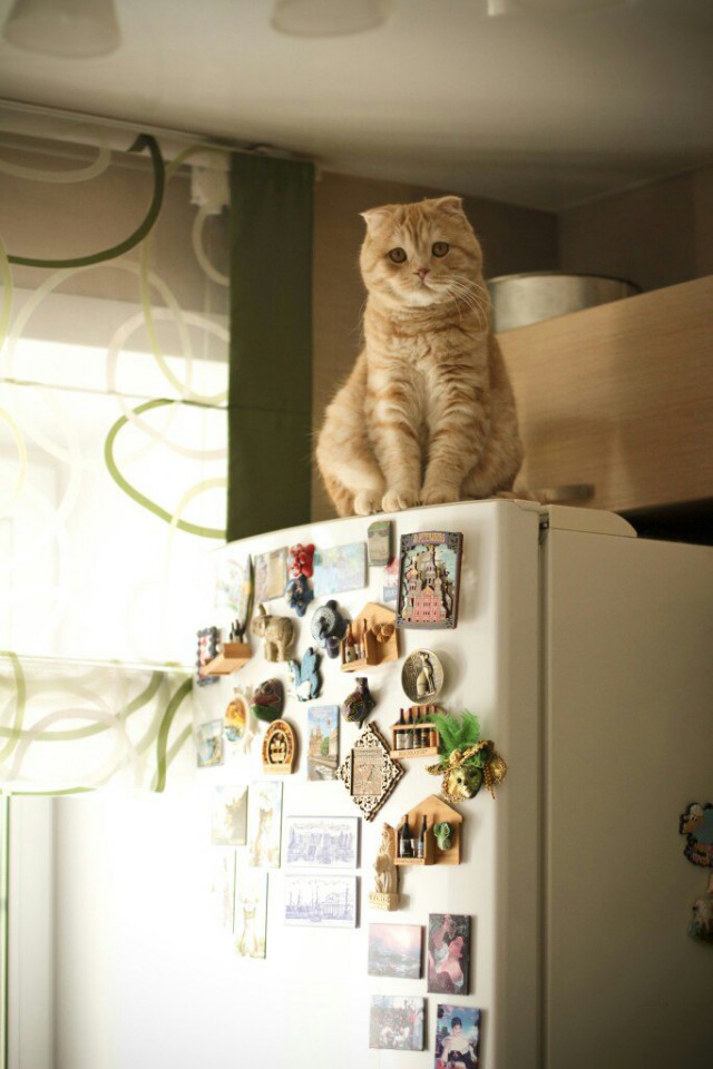 Прикольных котов пост