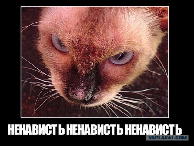 Эй! Ну погладь котика! Погладь кота