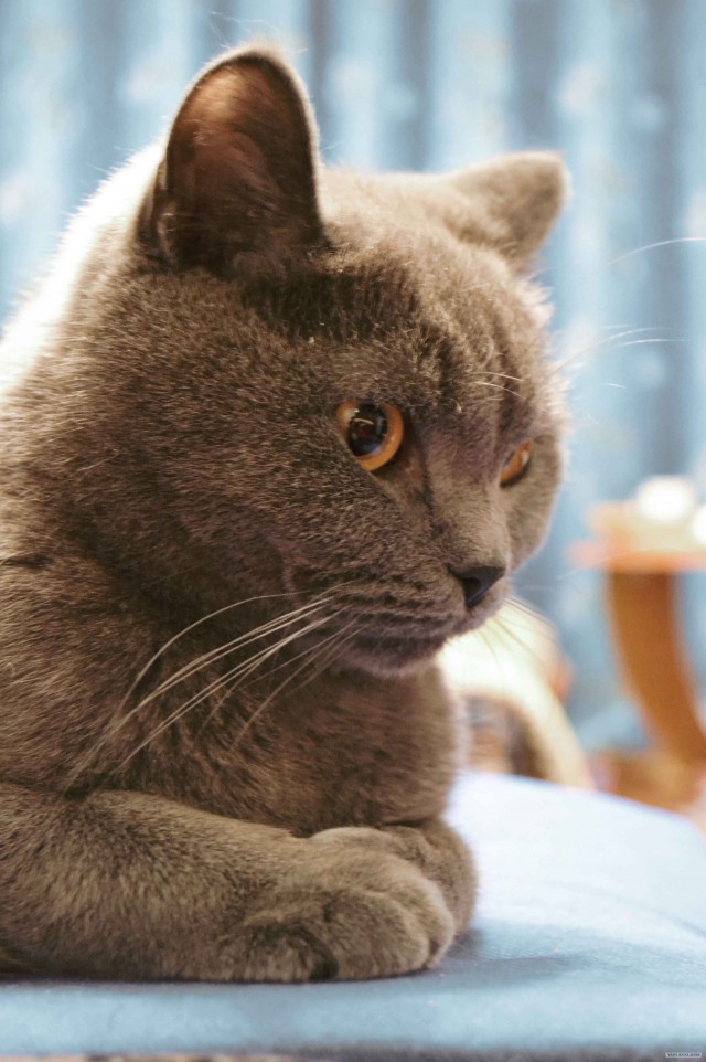 Котовторник. А как же?!