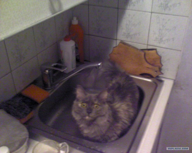 Котовторник!