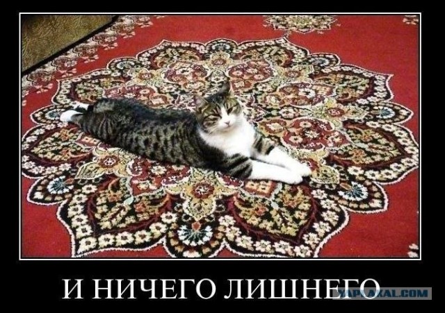 Котовторник: Кошки и ягнёнок