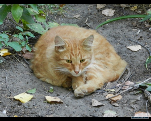Котовторник 06.09.11