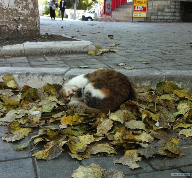 Профессиональный котовторник