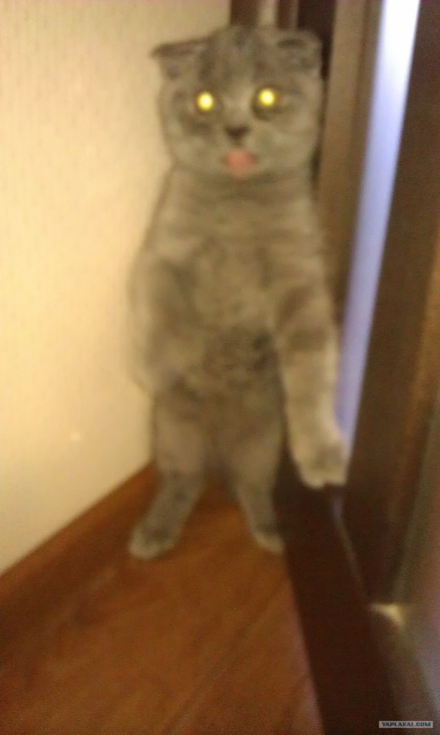 Котовторник так котовторник!