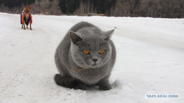 Котовторник (14.02.2012)