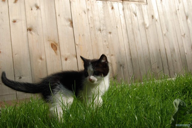Котовторник! 13.03.2012