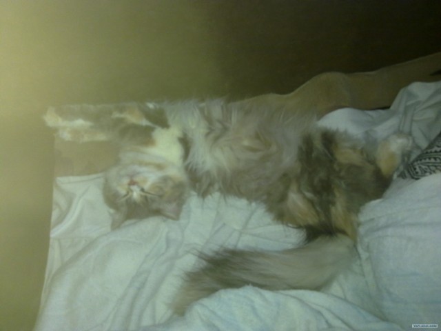 Котовторник 22.05.2012