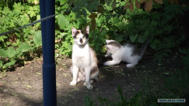 Котовторник   5.06.2012