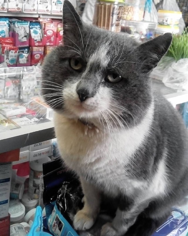 Начнем котоФторник?
