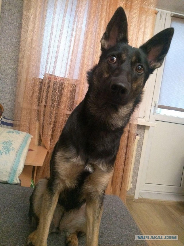 Собакочетверг. Нам сегодня 7 лет!