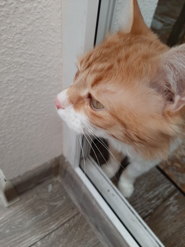 Давайте по котикам, которые с нами на самоизоляции