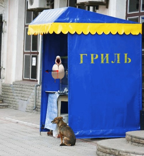 Чайка из Алькатраца