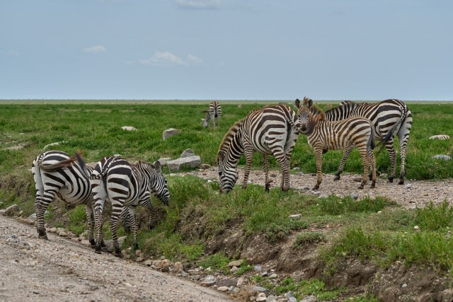 Сафари по северным паркам Танзании в феврале