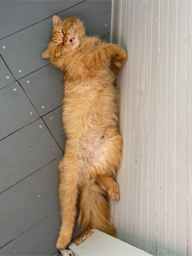 Котовторнику быть