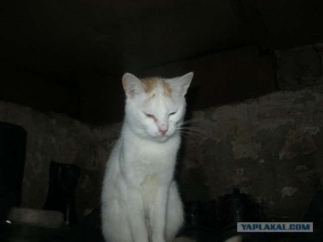 Жизнь домашнего приюта для котеек 369
