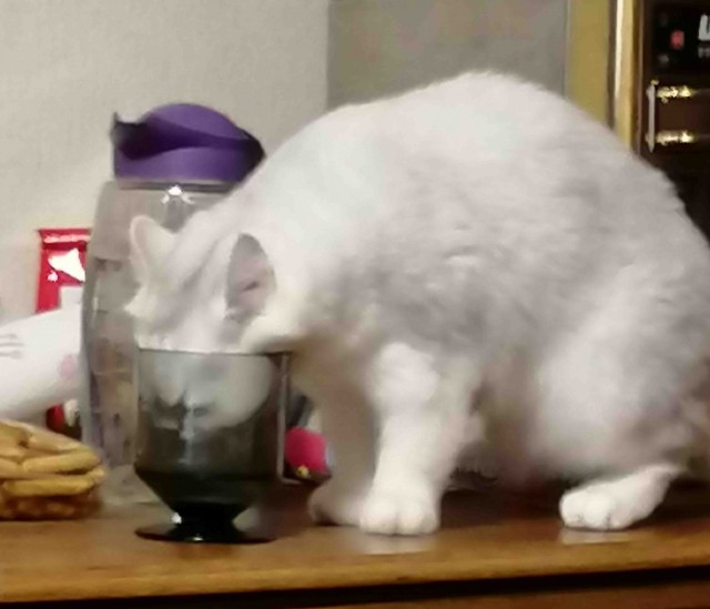 Котовторник 21.12.21