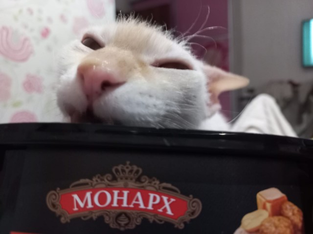 Котовторник. Февраль