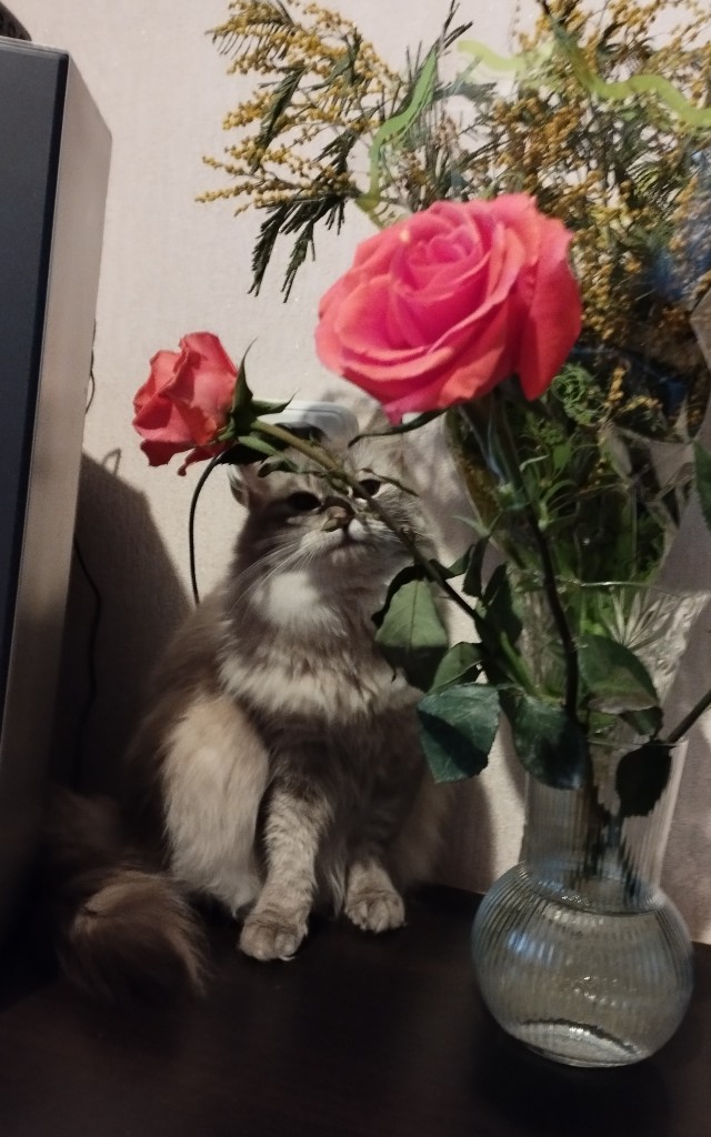 А что это мы котовторник не начинаем? Время пришло!