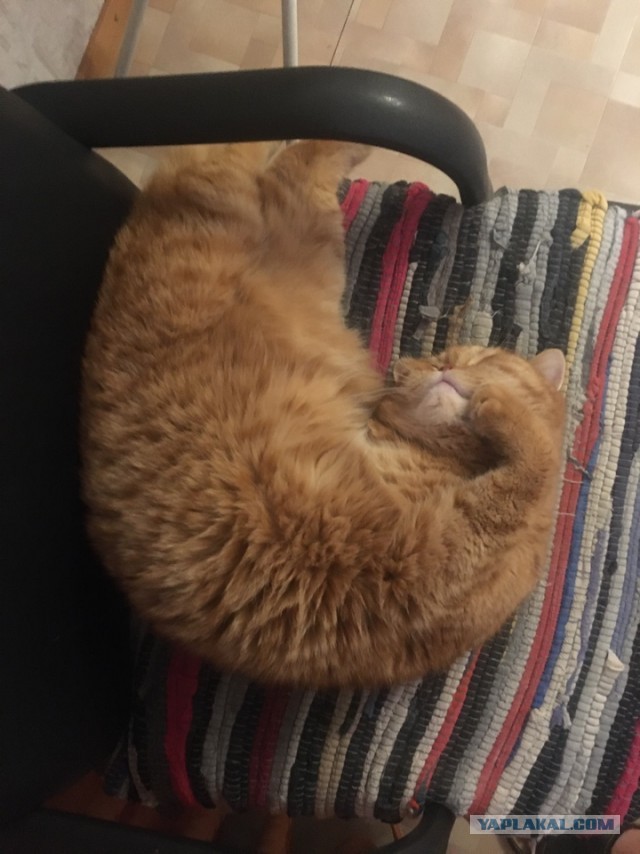 А ваши котейки че счас делают?
