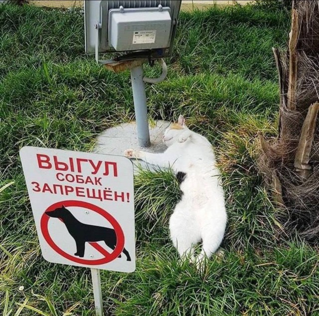 Котовторник! Пара фоток суровых котов.