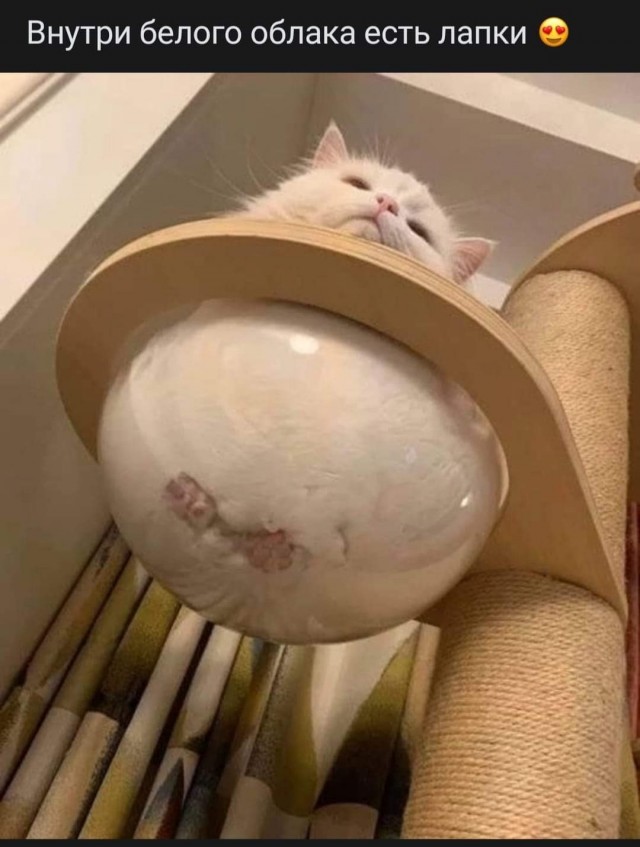 К котофторнику