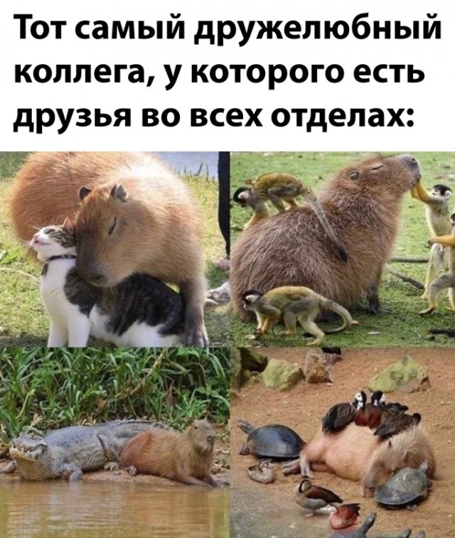 Картинки и мемы для настроения - 15