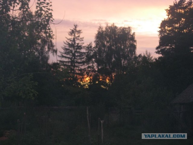 Жизнь домашнего приюта для котеек 403