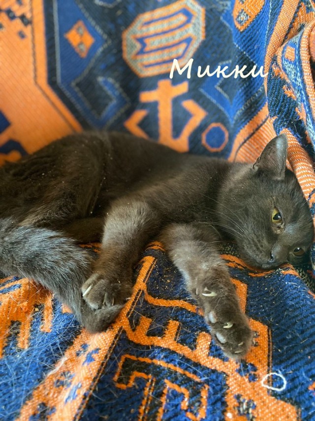 Жизнь домашнего приюта "Котоленд" 365
