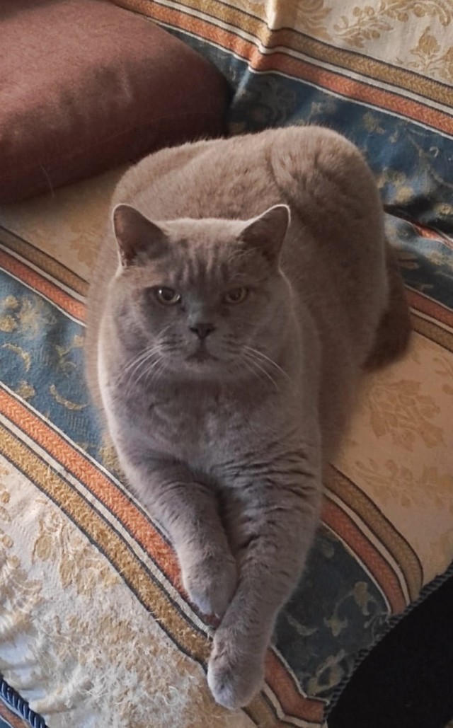 Коточетверг!