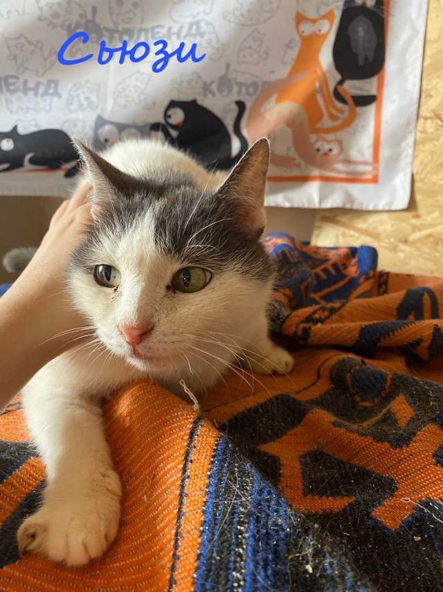 Жизнь домашнего приюта "Котоленд" 376