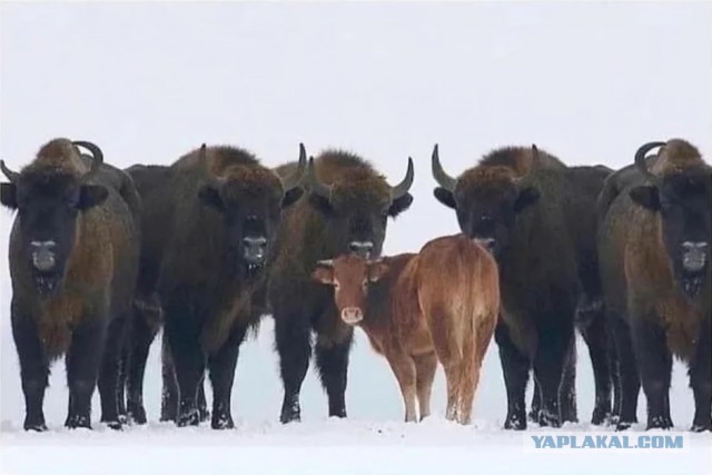 Проверка на испорченность